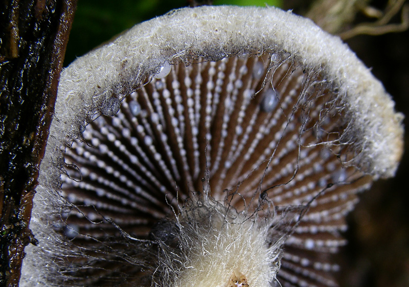 Credevo fosse Hypholoma dispersum......